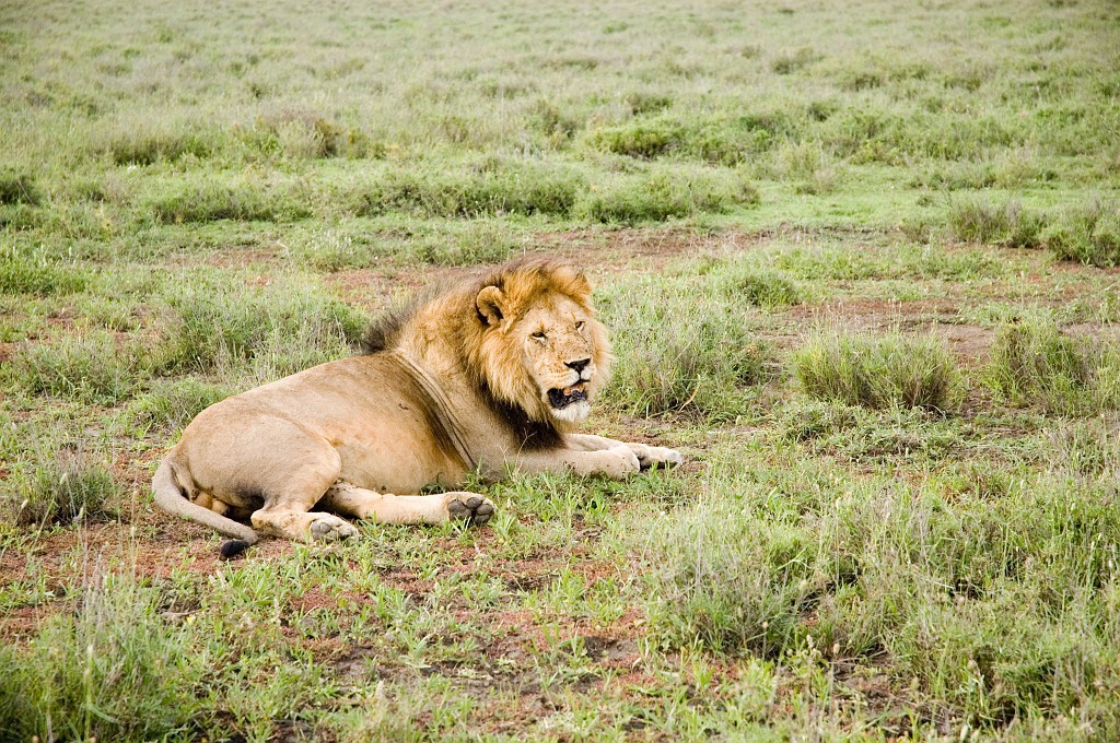 Ndutu Love10.jpg - Lion (Panthera leo), Tanzania March 2006